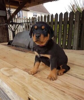 Männlicher Rottweilerwelpe.