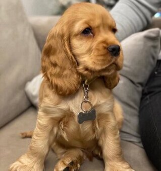 Männlicher Cocker Spaniel Welpe.