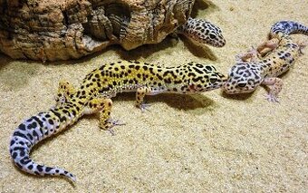 verkaufe giants leoparden gecos