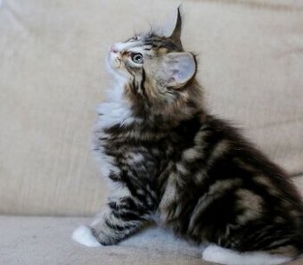 Norwegische Waldkatzen-Kätzchen zu verkaufen