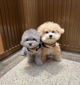 Zwei gesunde Pudelwelpen abzugeben.