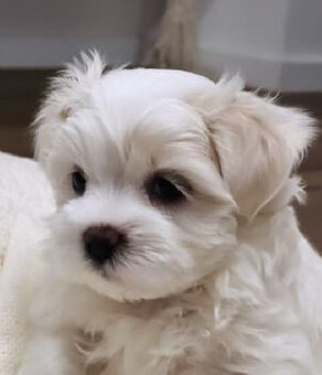 Malteser Welpen