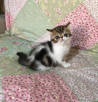 Exotic Shorthair-Kätzchen zu verkaufen