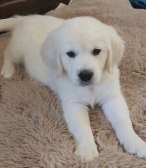 Golden-Retriever-Welpen abzugeben.