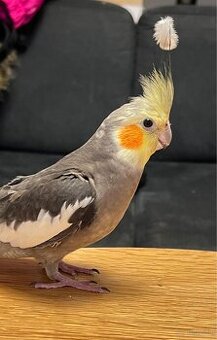 Nymphensittich