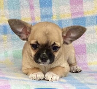 Chihuahua Welpen