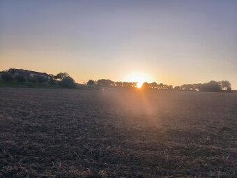 Katze gesucht Bengal od siam