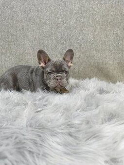 Französischen Bulldog