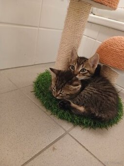 Baby Katzen