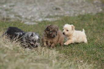 Mu-Chi (Mudi x Chihuahua) Welpen zu verkaufen