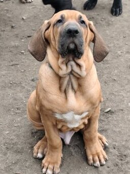 Fila Brasileiro