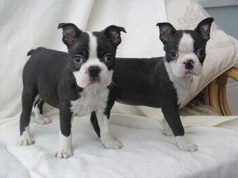Boston Terrier Welpen zu verkaufen