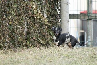 Standard Dackel Hündin sucht neues Traumzuhause