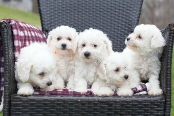 Bichon Frisé Welpen zu verkaufen