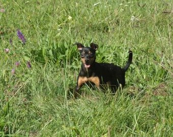 Zwergpinscher Hündin sucht neues Traumzuhause