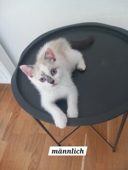 Bkh kitten