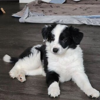 Border-Collie-Welpen zu verkaufen