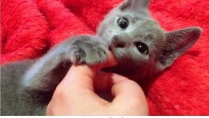 Russisch Blau Kätzchen zur Adoption.