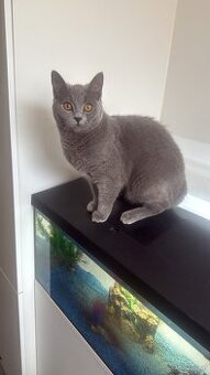Katze