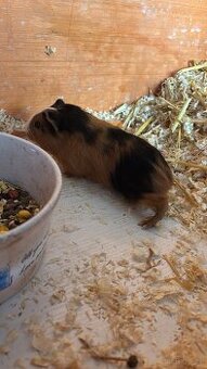 Baby Meerschweinchen