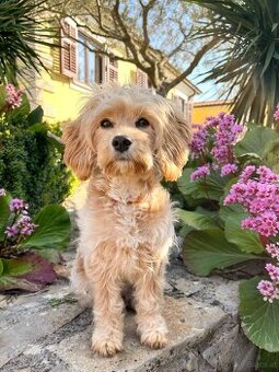 Cavapoo die unglaubliche süße Entstehung zweier toller Rasse