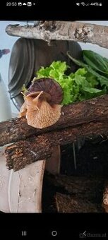 Achatschnecken