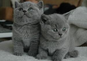 Besonders weiche und liebe Russisch Blau Kätzchen abzugeben