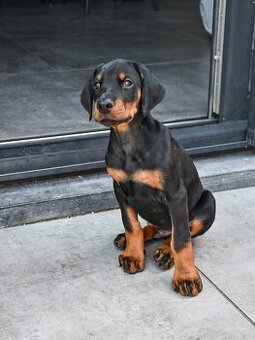 Gesunde Dobermann-Welpen zu verkaufen