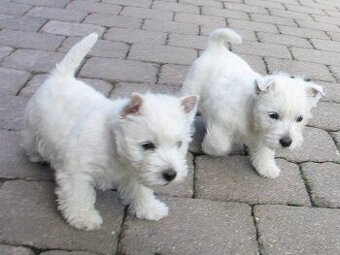 West Highland White Terrier Welpen zu verkaufen