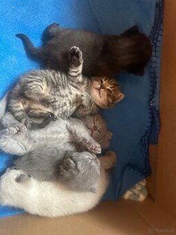 Britisch Kurzhaar Kitten