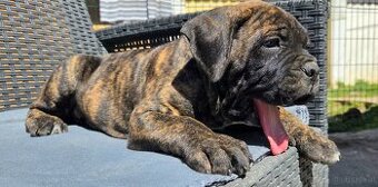 Cane corso mit Stammbaum