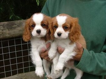 Cavalier King Charles Spaniel Welpen zu verkaufen