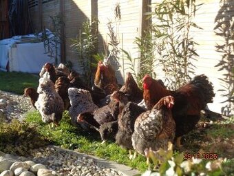 Bruteier-gr. Wyandotte gold schwarz gesaumt