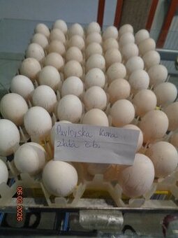 Bruteier Pawlowskaya gold