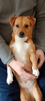 Kleines Dackel Staff Mädchen sucht neues Zuhause