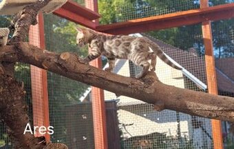 BENGAL-KITTEN MIT FIFe-STAMMBAUM