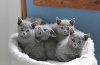 Wunderschöne Russisch Blau Kätzchen (männlich und weiblich)