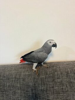 Afrikanischer Graupapagei