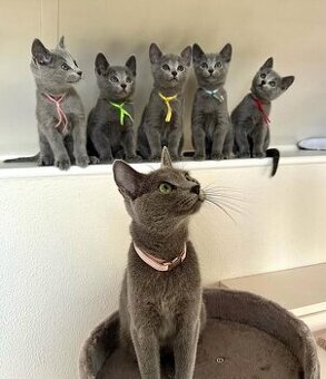 Bezaubernde Russisch Blau Kätzchen.