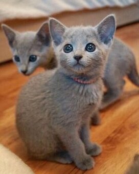 Hochwertige Russisch Blau Kätzchen.