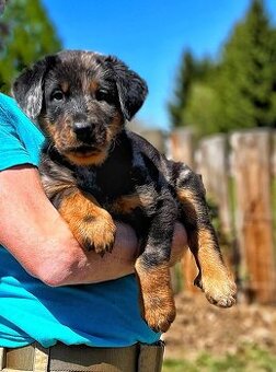 Beauceron