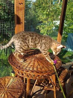 Bengal-Kätzchen zu verkaufen.