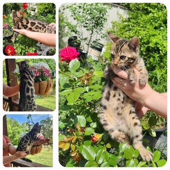 Bengal-Kätzchen abzugeben.