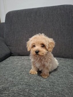 Maltipoo