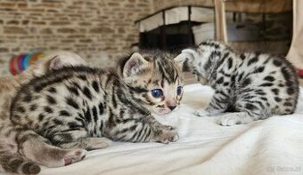 Wunderschöne Bengal-Kätzchen abzugeben.