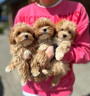 Maltipoo welpen