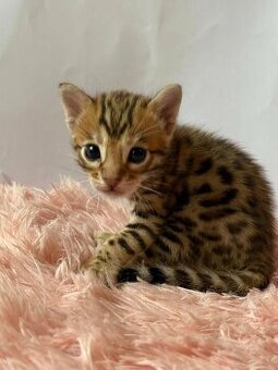 Wunderschöne Bengal-Kätzchen zu verkaufen.