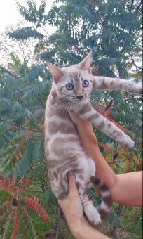 Bezaubernde Bengal-Kätzchen zu verkaufen.