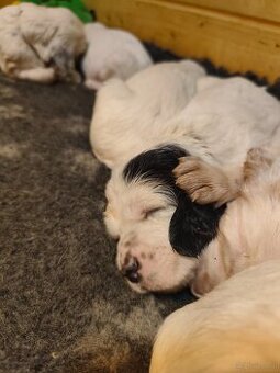 Englische Setter
