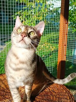 Bengal-Kätzchen zu verkaufen.